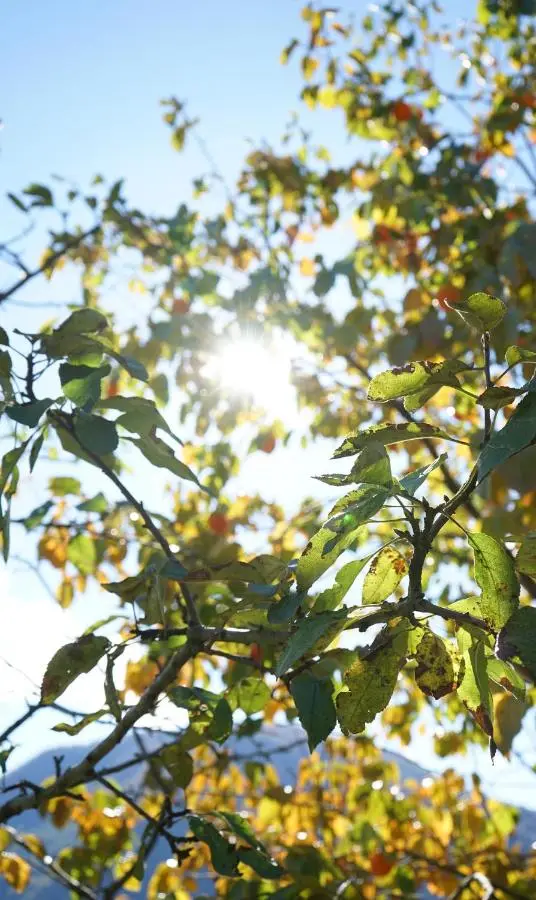 Sunny Side - მზიანი მხარე