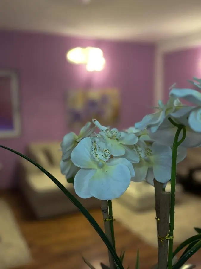 Riaho Apartment