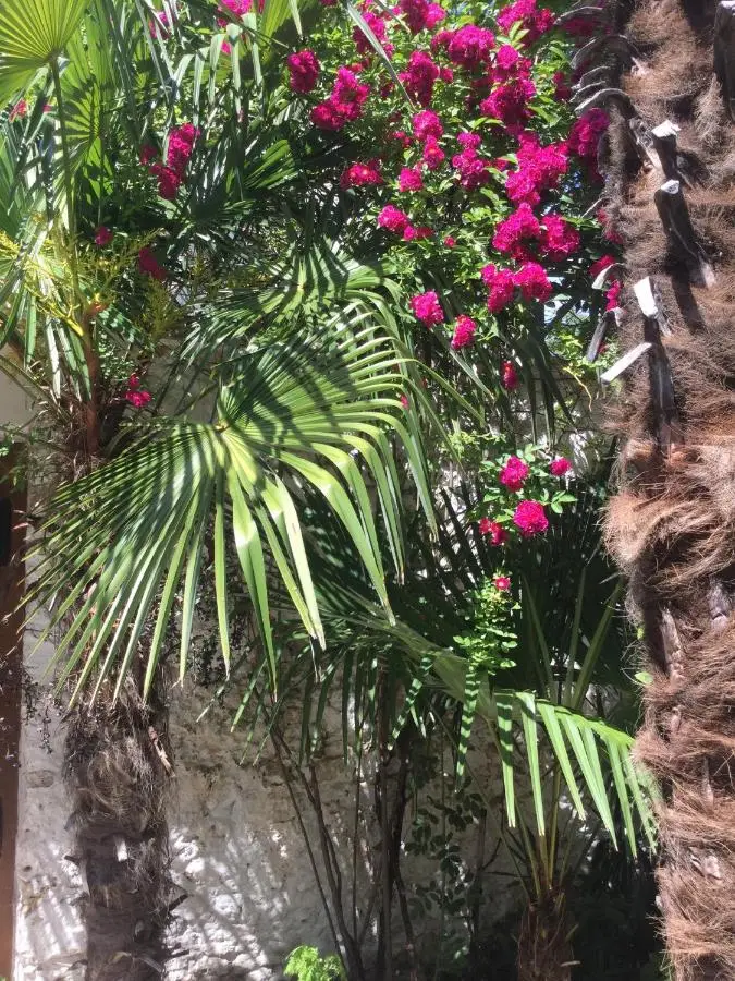 Palmera