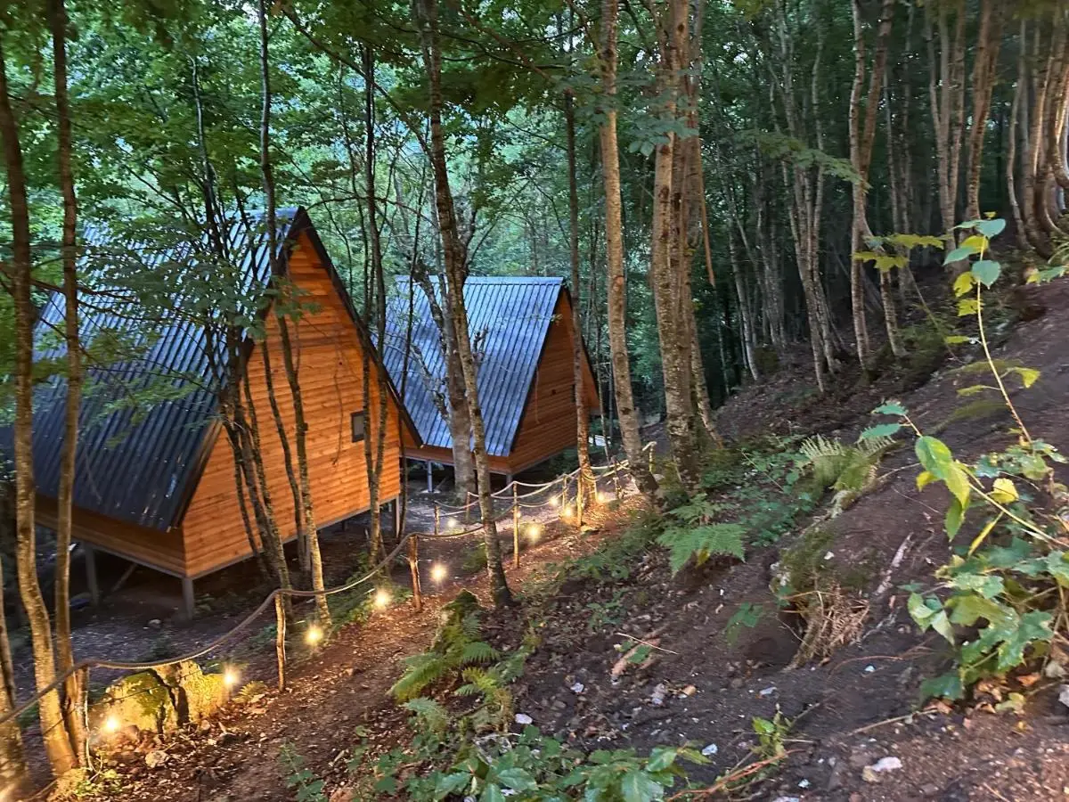 Forest Escape
