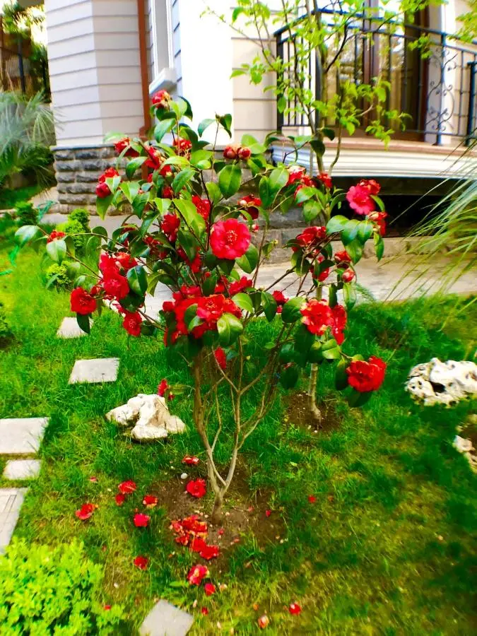 Villa Garden