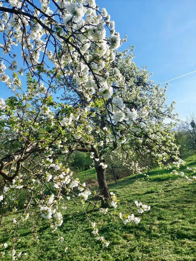 Sarajevo Flower Garden - Entire House & Private Garden