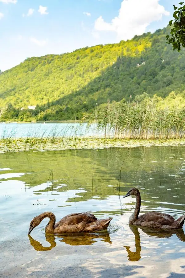 Glamping BoraGlamp - Boračko jezero