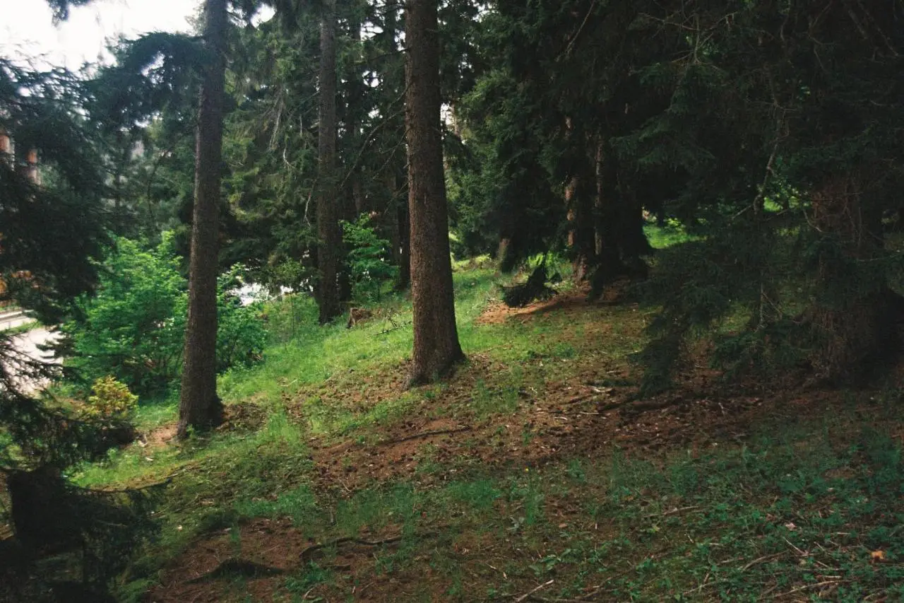 Forest View Apartment near Ski Lift