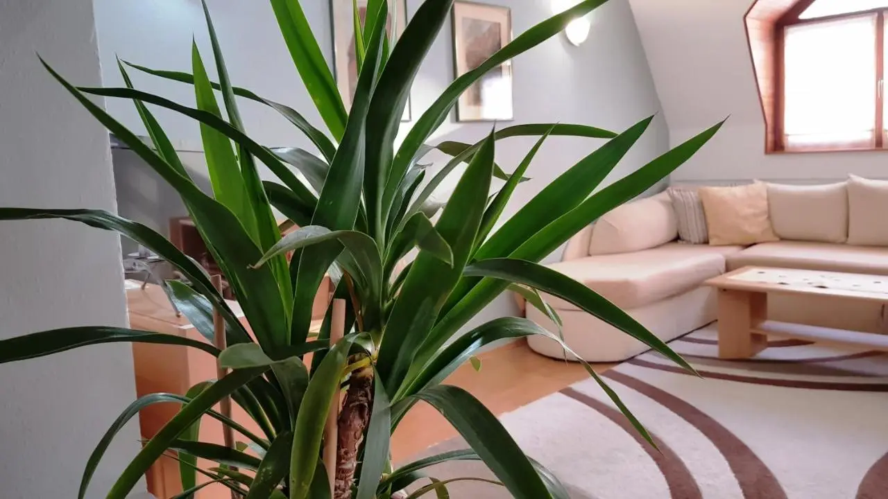 Apartment Cobanija