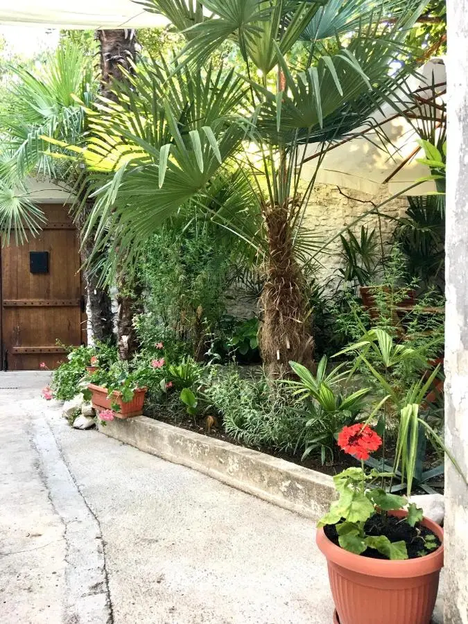 Palmera