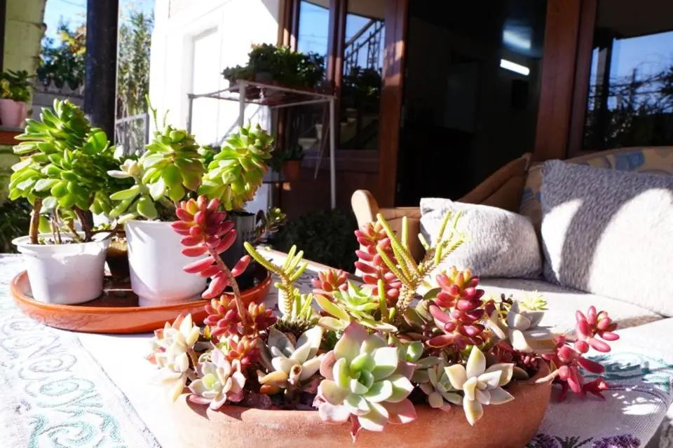 House of greenery