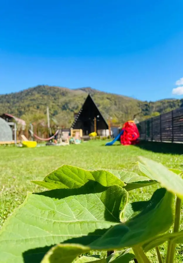 Borjomi Story