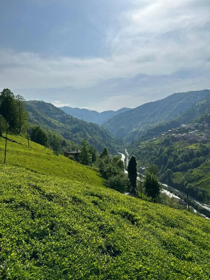 Puleri Dağevi&BUNGALOW