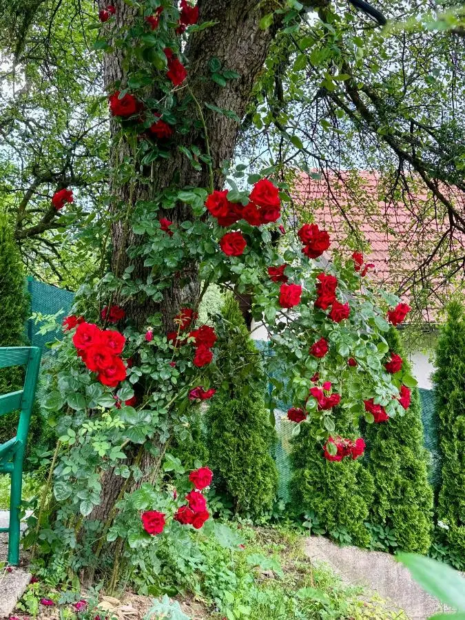Sarajevo Flower Garden - Entire House & Private Garden