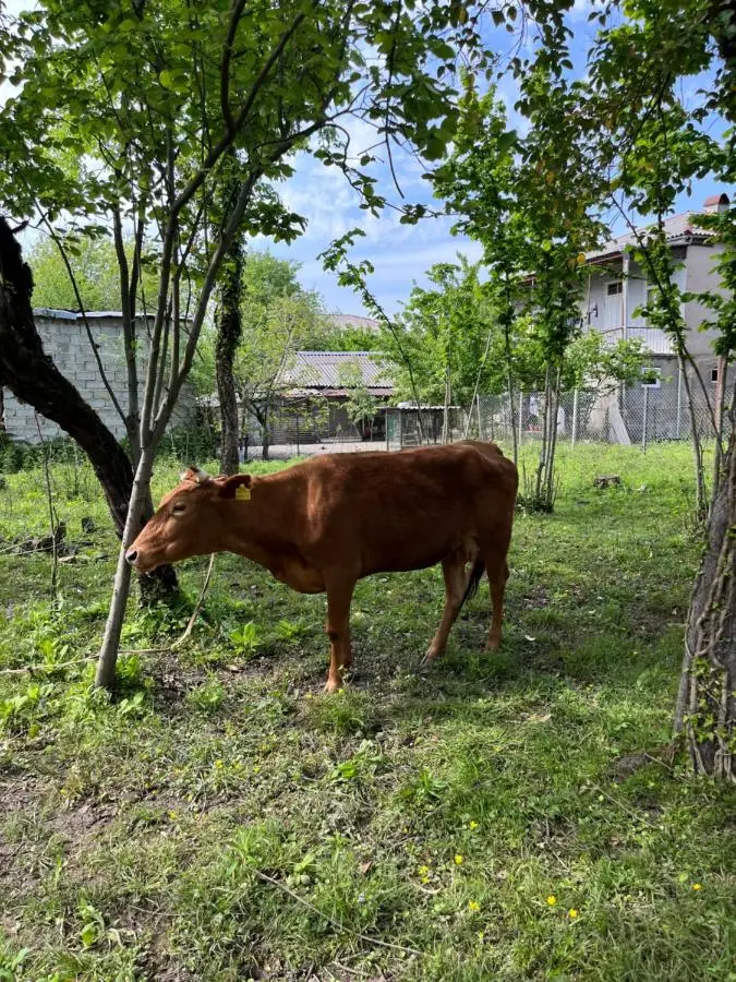 Guest House Sveta