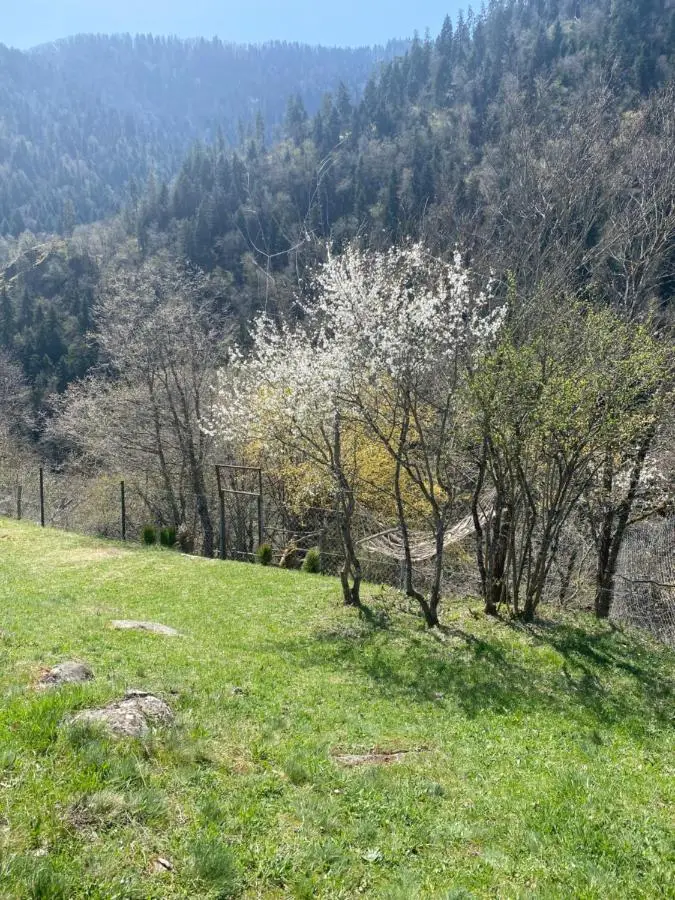 White House near Borjomi Sadgeri