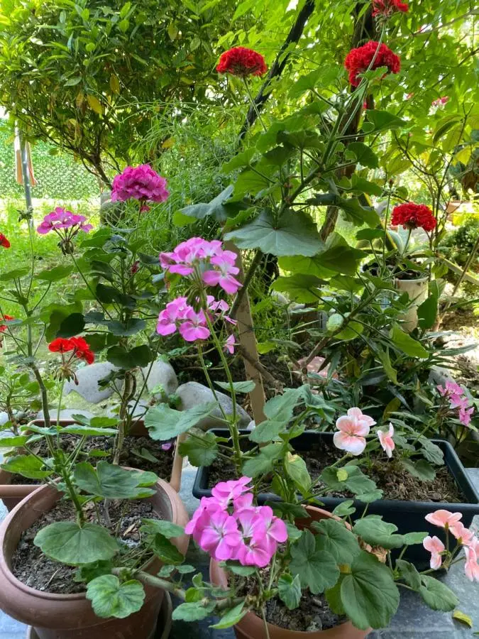 garden and panorama