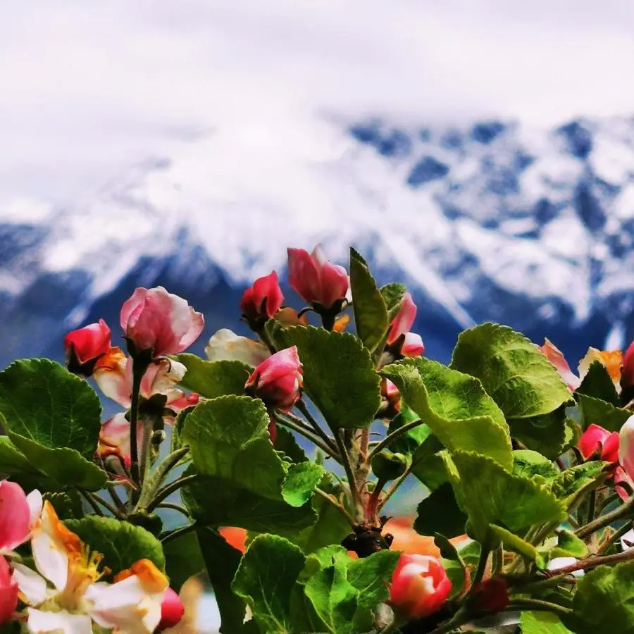 Kazbegi Mountain Cottage MTA-Shi