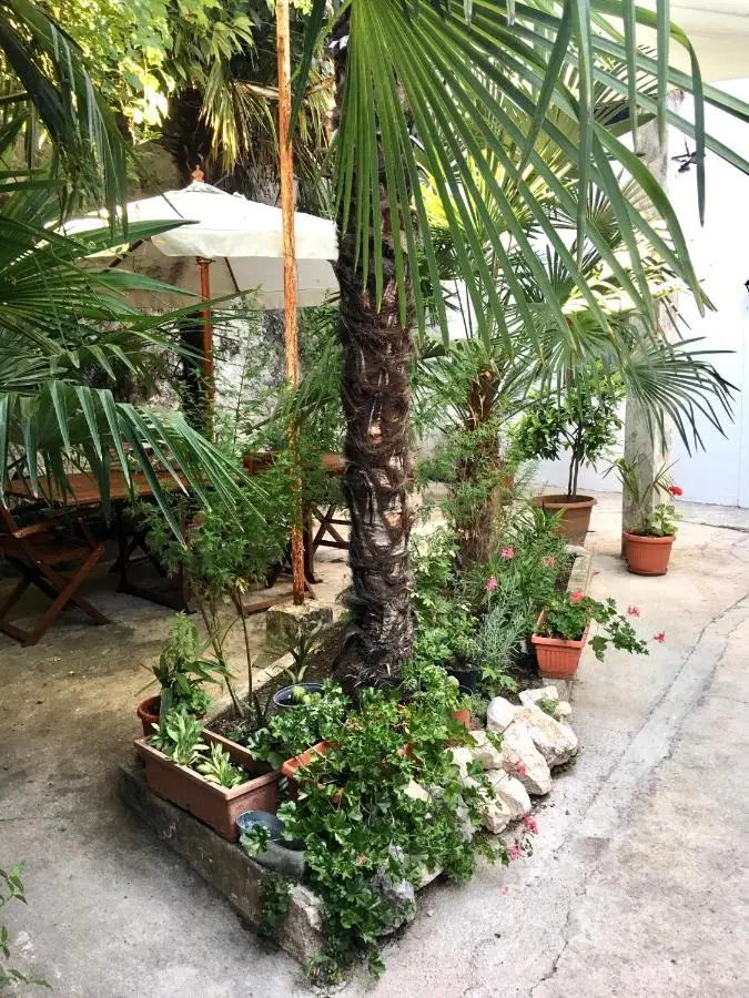 Palmera