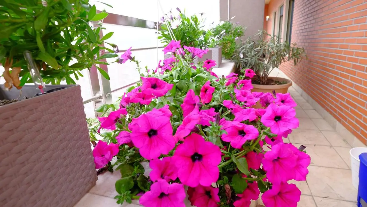 Galeria Apartment