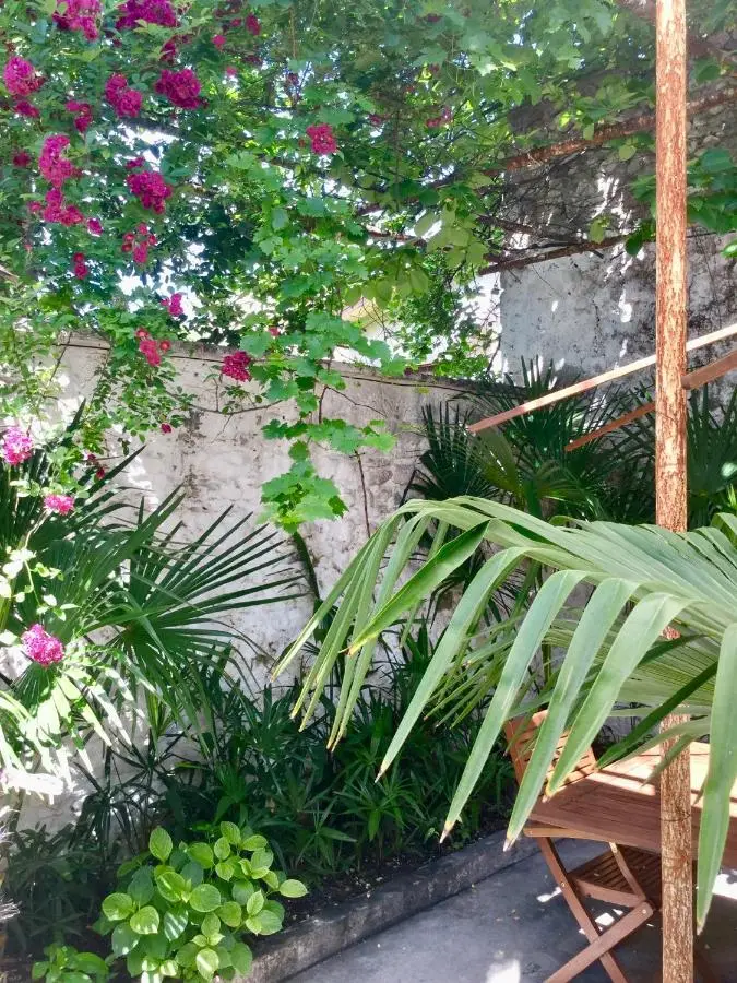 Palmera