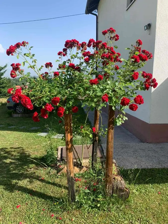 Zelena meraja