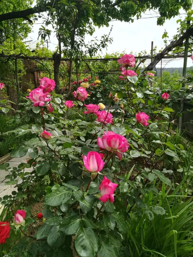 Tbilisi guesthouse Nini