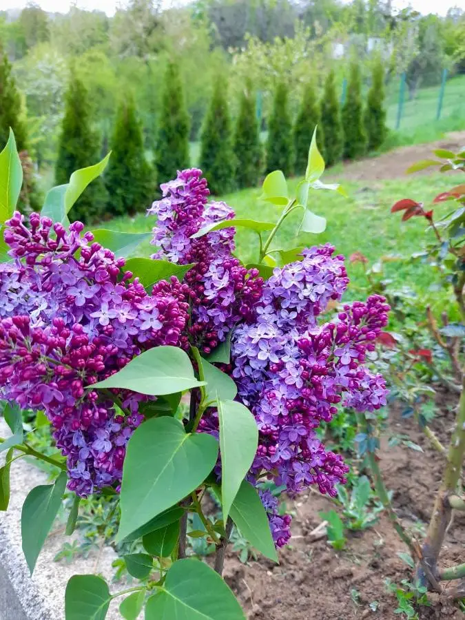 Sarajevo Flower Garden - Entire House & Private Garden