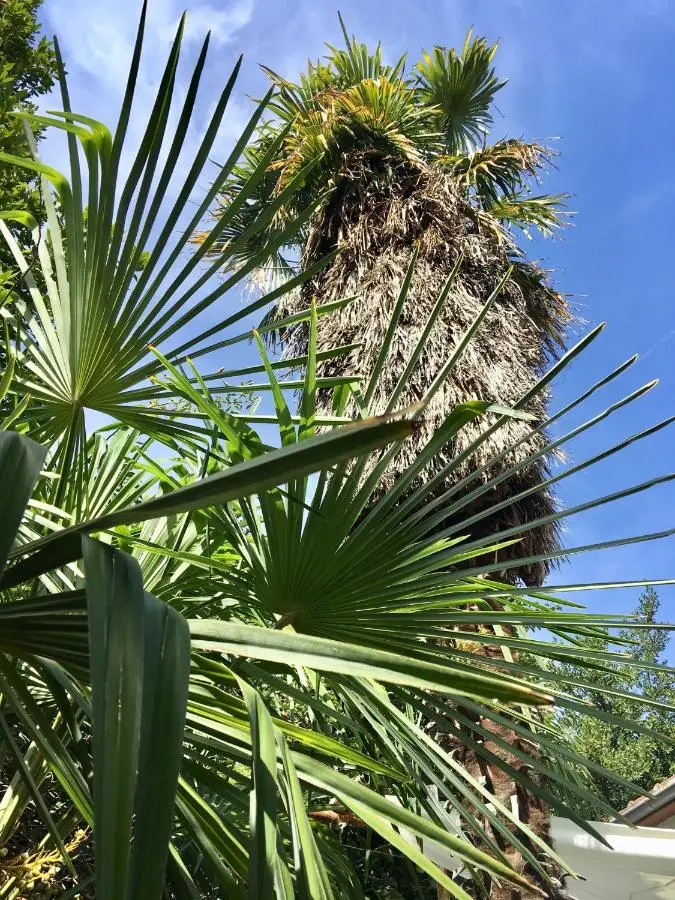 Palmera