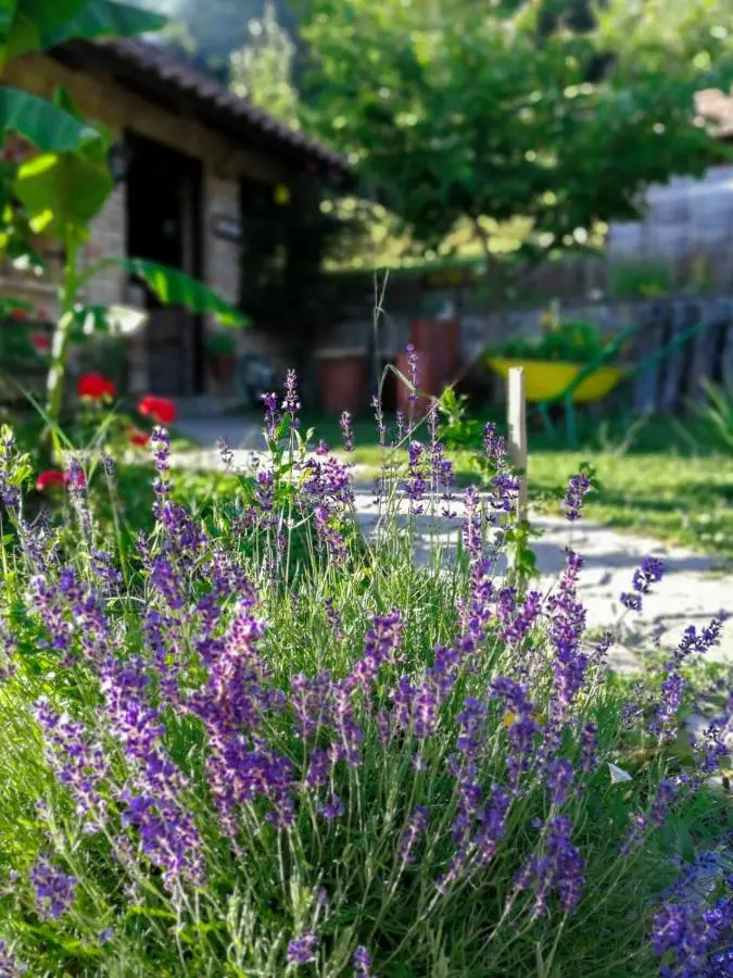 Holiday Home Nektar Park