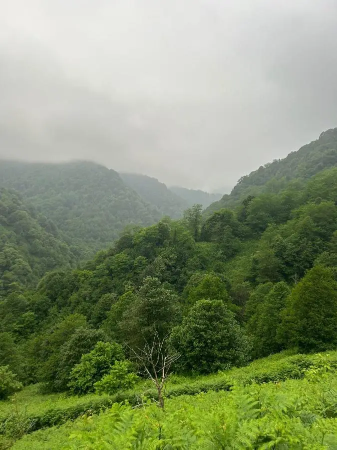 Mtirala Panorama