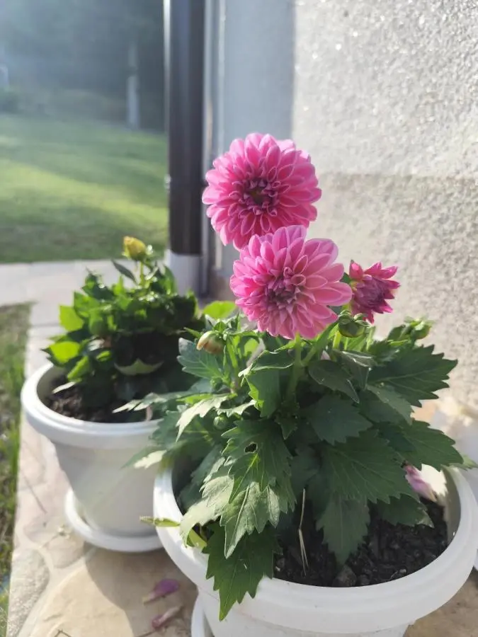 Ris kuca za odmor