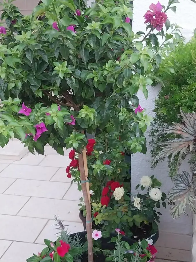 Apartmani Liberan Neum