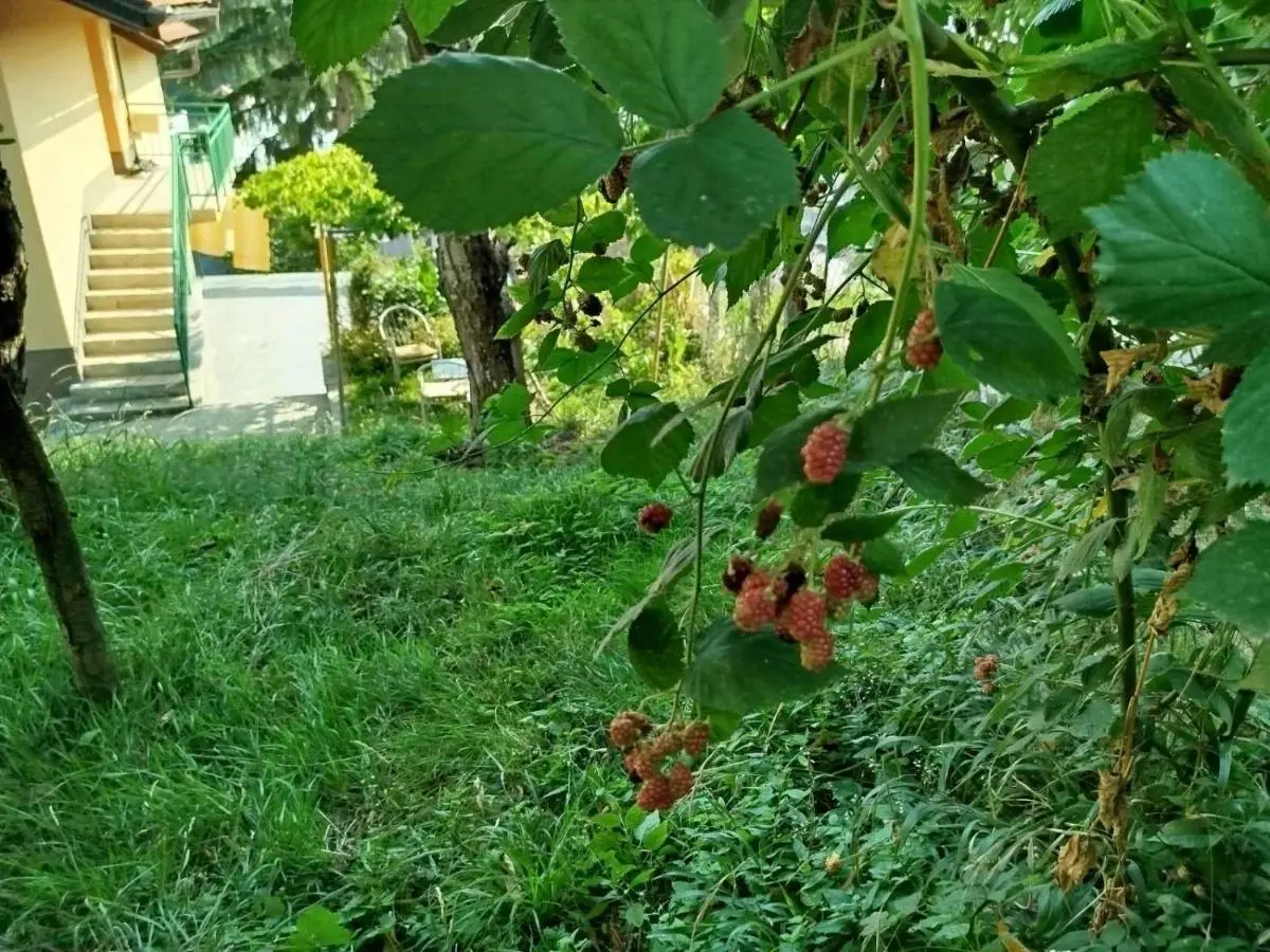 Sarajevo Green Garden