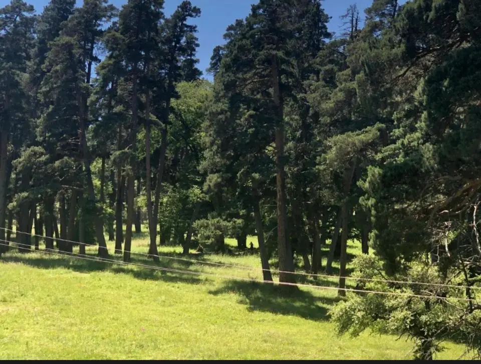 Hillside Bakuriani
