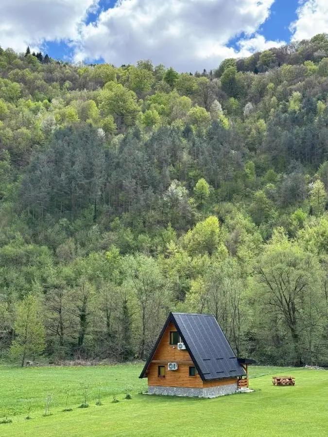 Freedom in Forest