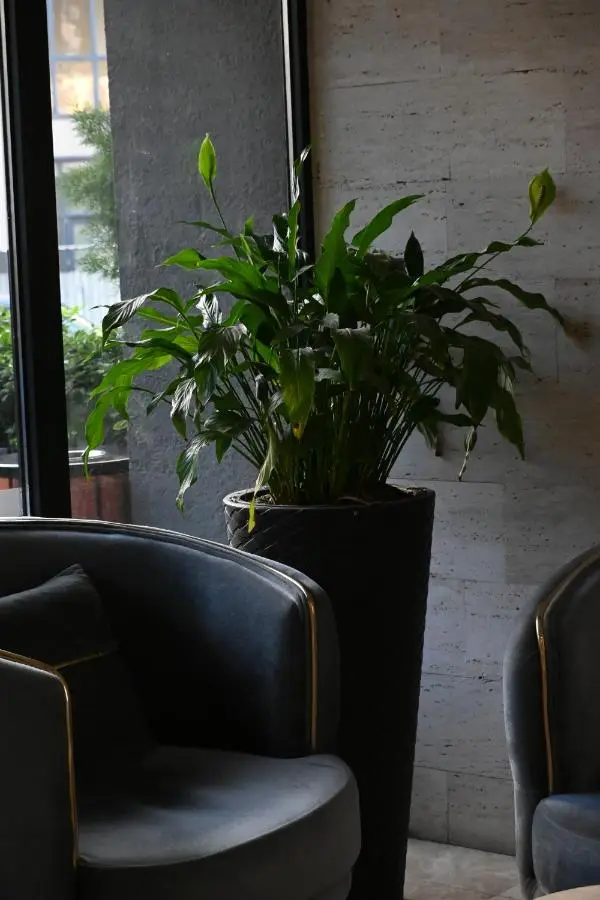 Iveria Inn Hotel