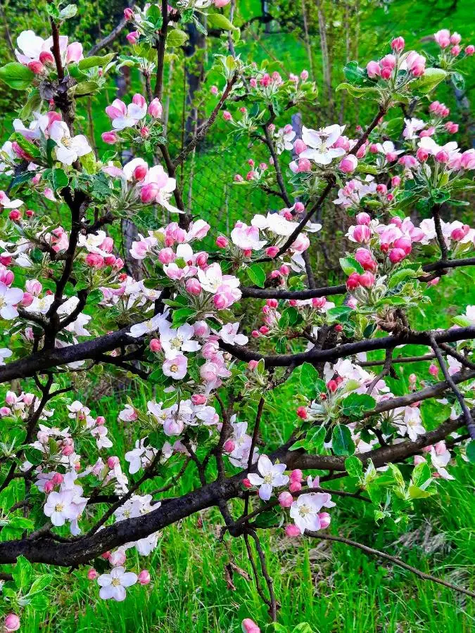 Sarajevo Flower Garden - Entire House & Private Garden