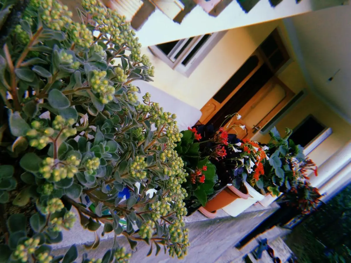 Rolandi's House