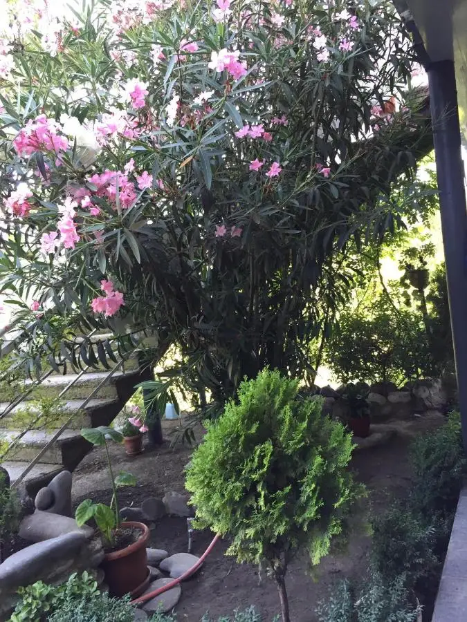 garden and panorama