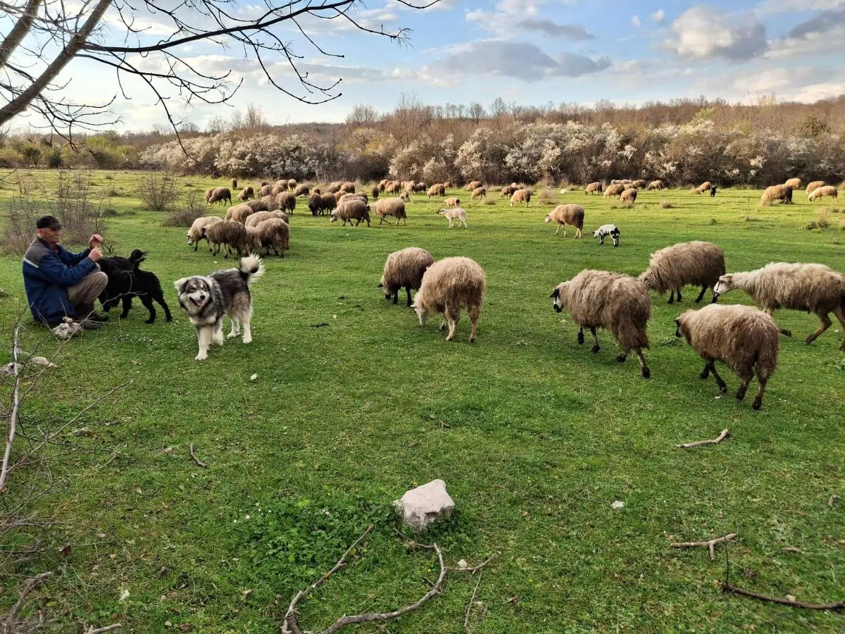 Zavičajna kuća Šakota - Kozice