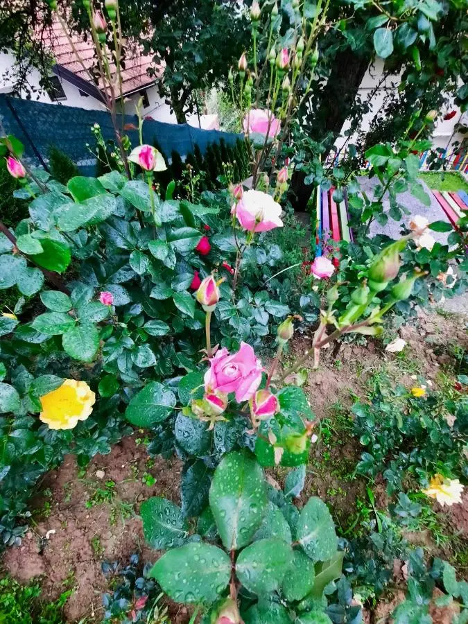 Sarajevo Flower Garden - Entire House & Private Garden
