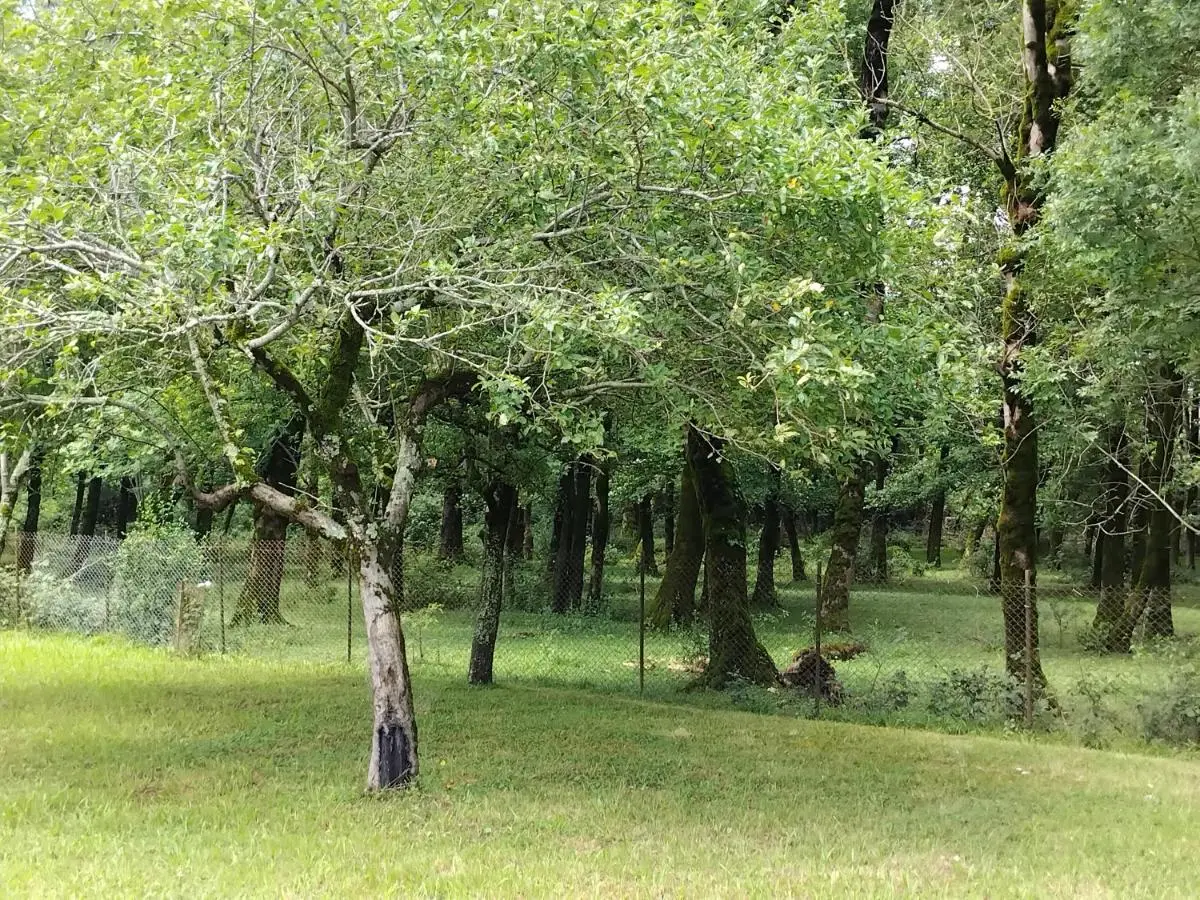House in the forest