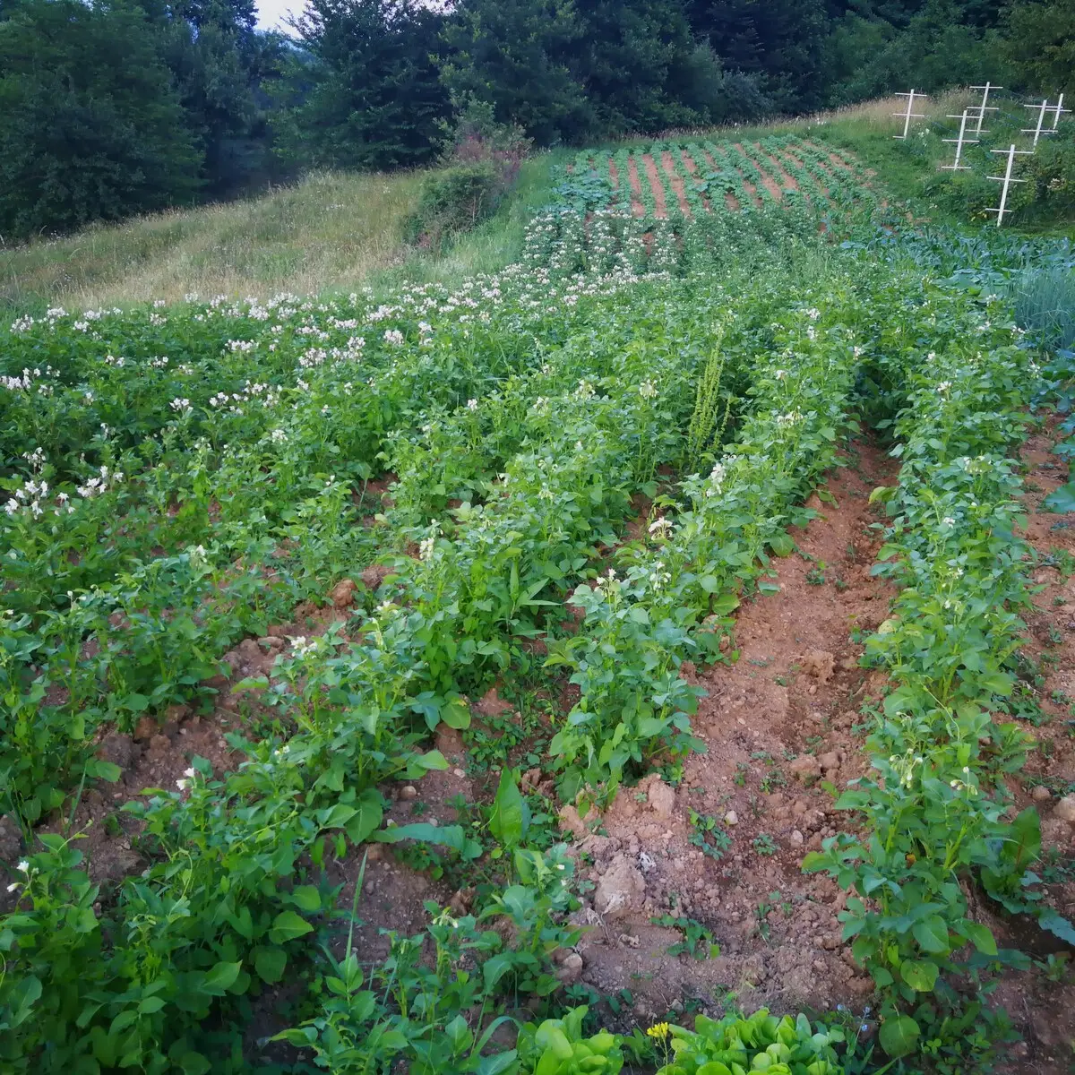 Green Idylle-PYramide View