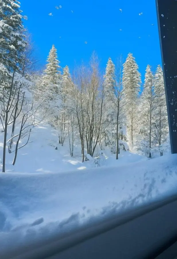 Pine Forest Magic