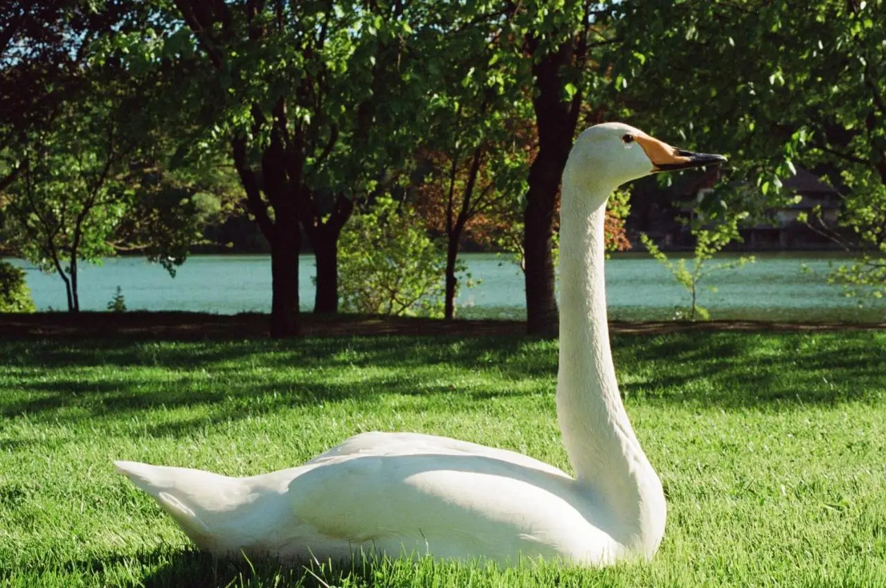 Lopota Lake Resort & Spa
