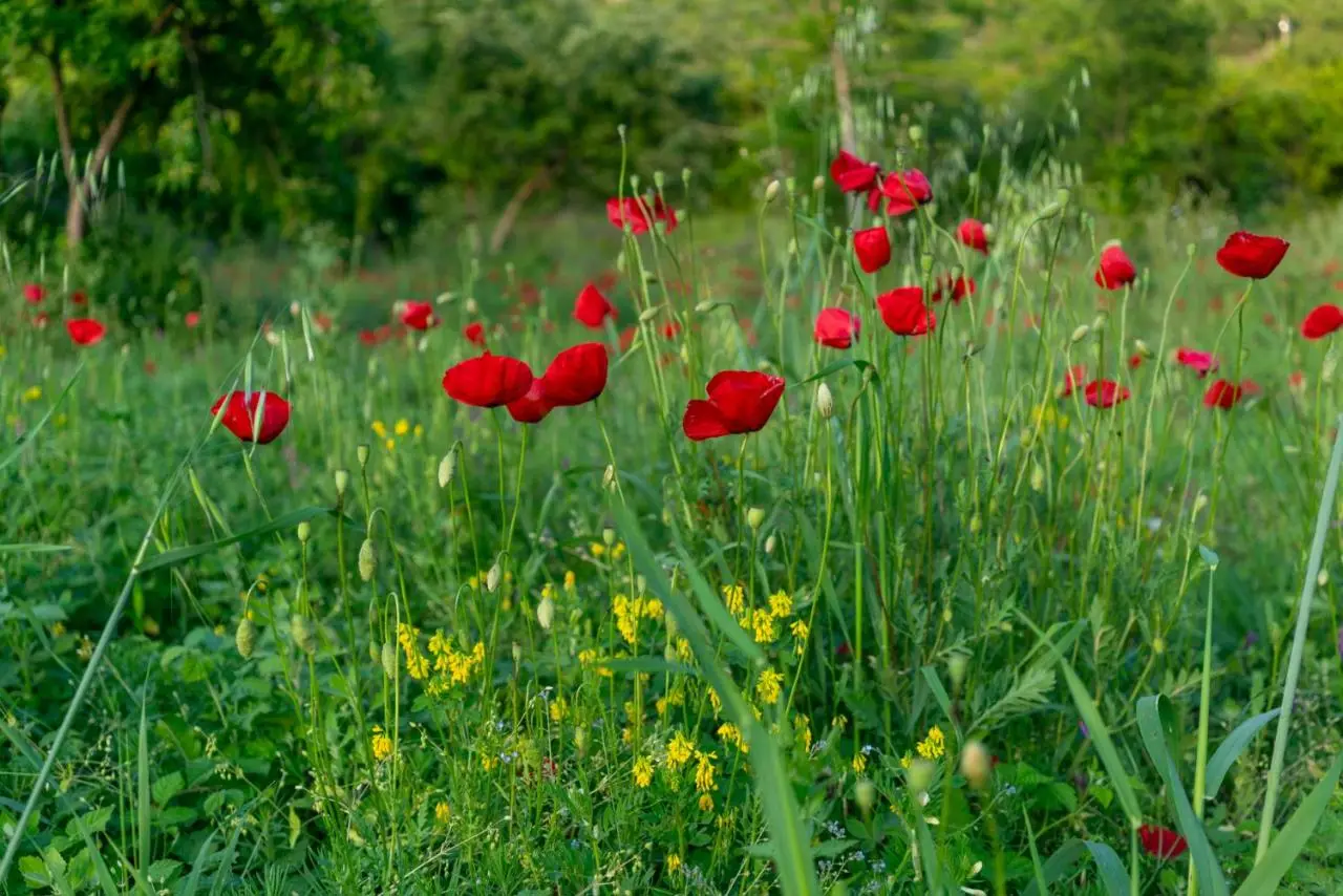 OZ - Obecana Zemlja Permaculture Homestead
