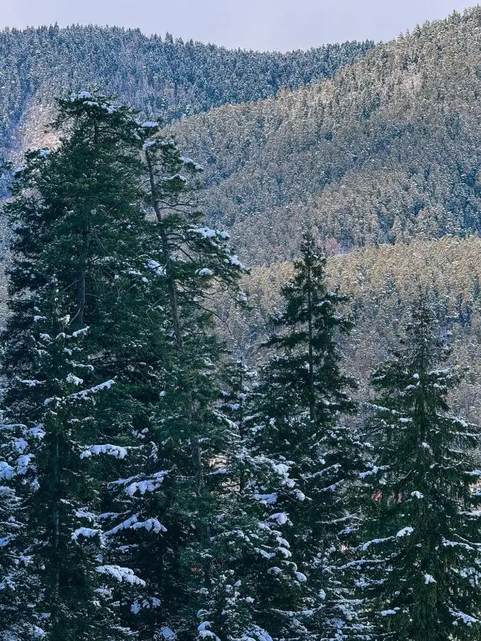 Hotel forest echo