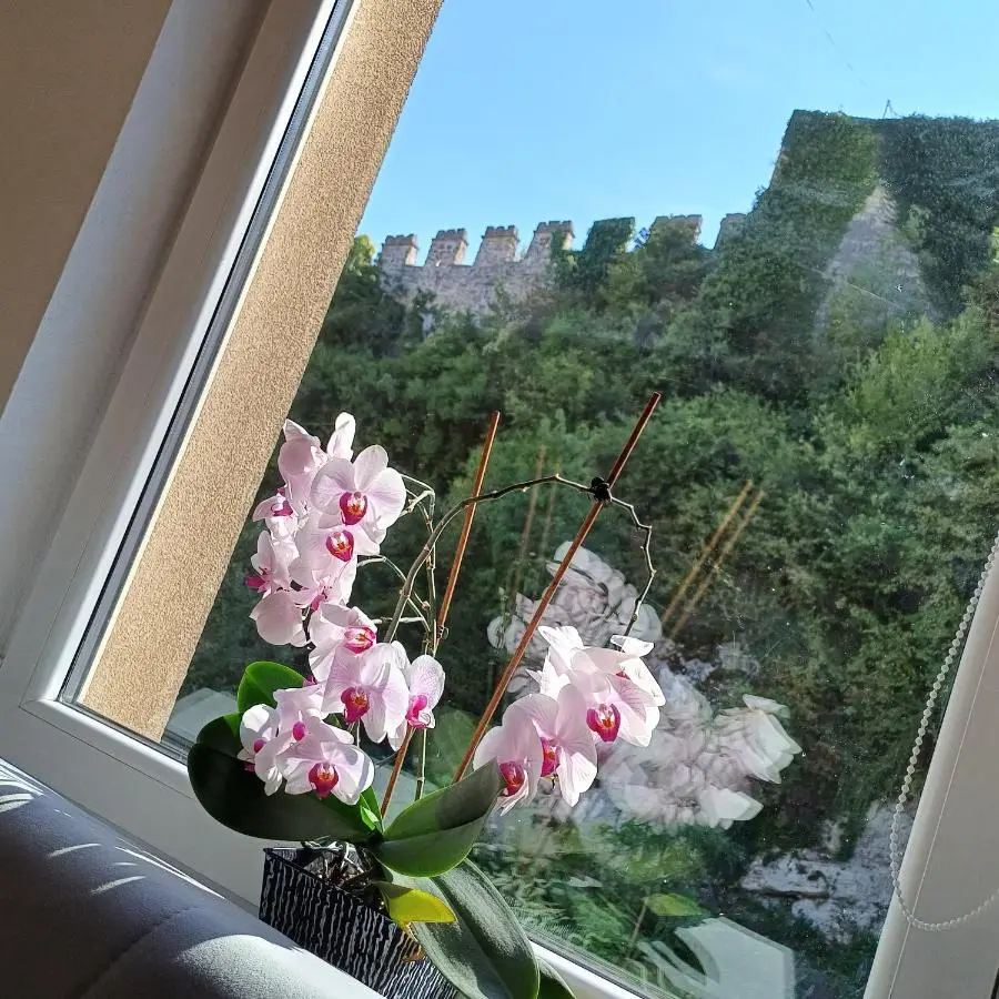 Rose Apartment