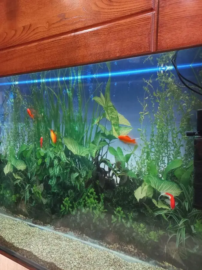 Tatapartment