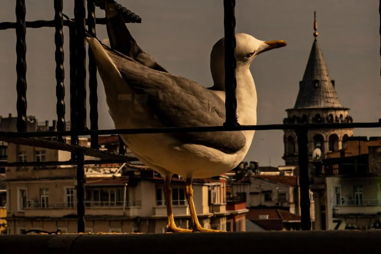 GALATA M84