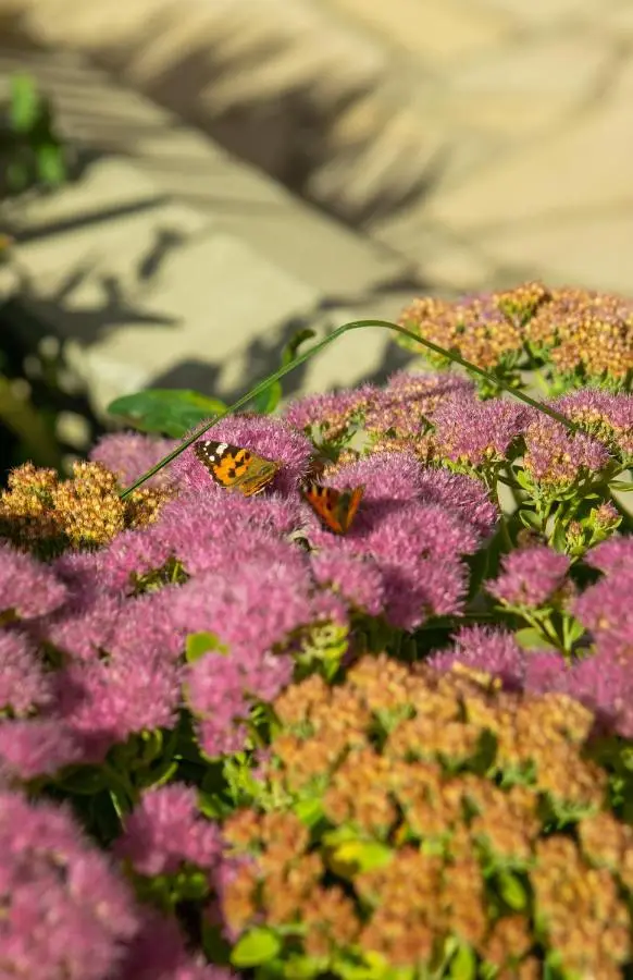 Oxygen House