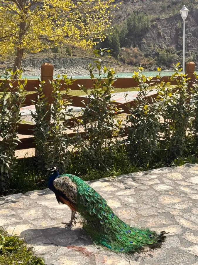 Sancho Farm Albania