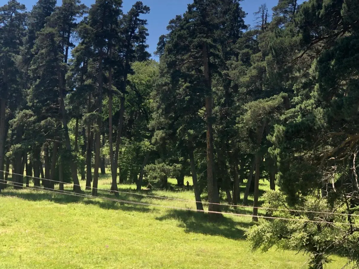 Bakuriani Park Residence Apartment47